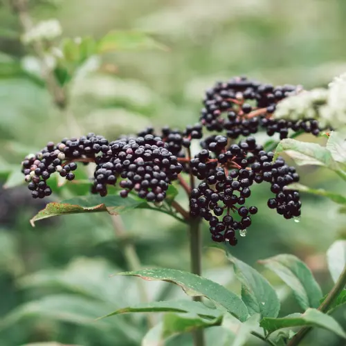 ELDERBERRY EXTRACT O&P Hair Care ผลิตภัณฑ์ดูแลเส้นผม