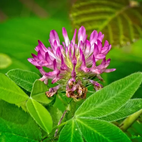 Red Clover Extract